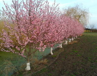 У новому персиковому саду слід робити ставку на сильнорослі клонові підщепи